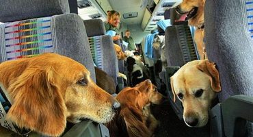 FlyingDogs, le nouveau service de voyage pour chiens