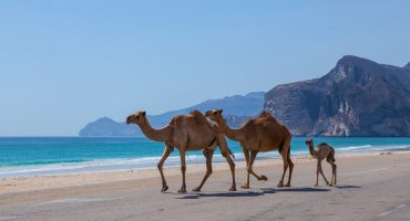 Pourquoi Oman devrait être votre prochaine destination de voyage ?