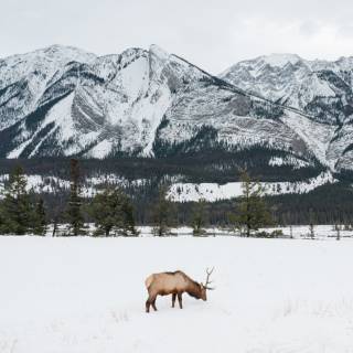 Kananaskis, au pied des Rocheuses canadiennes