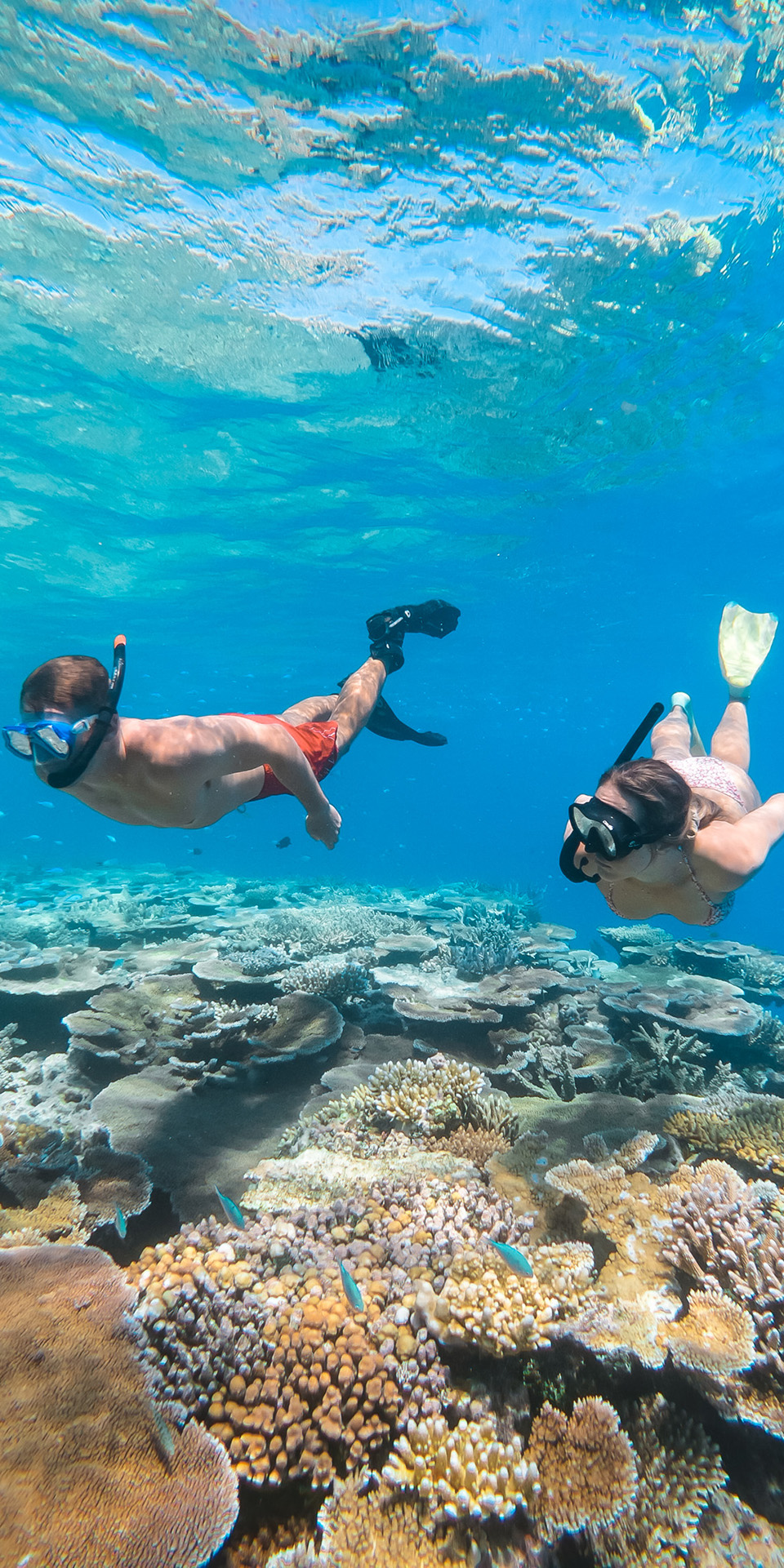 Grande Barrière de Corail